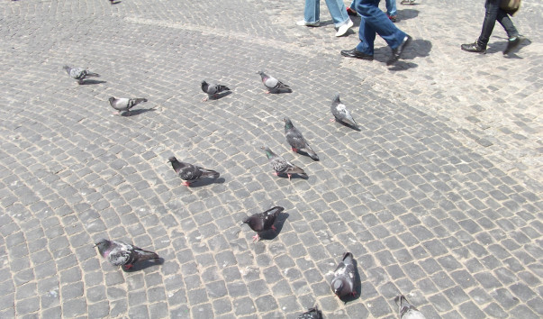 DSCF6284